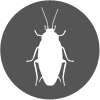 Pest Control Services for Cockroaches in Vijayawada
