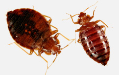 Pest control for bed bugs