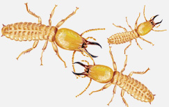 Pest control for Termites